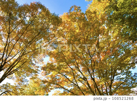 青空に映える紅葉　秋のイメージ風景 108521268