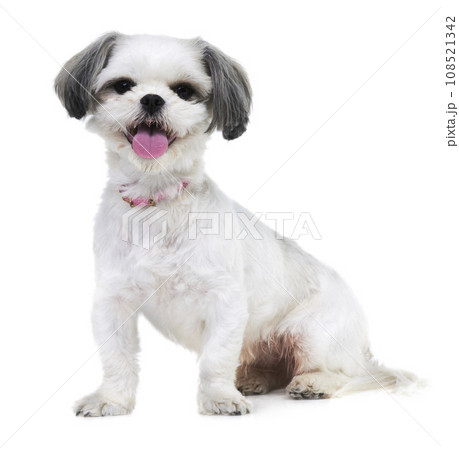 Animal, pet and portrait of dog in studio for friendship, adoption and rescue on white background. Domestic pets, mockup and isolated fluffy, adorable and cute Lhasa apso for happy, fun and health Animal, pet and portrait of dog in studio for friendship, adoption and rescue on white background. Domestic pets, mockup and isolated fluffy, adorable and cute Lhasa apso for happy, fun and health 108521342