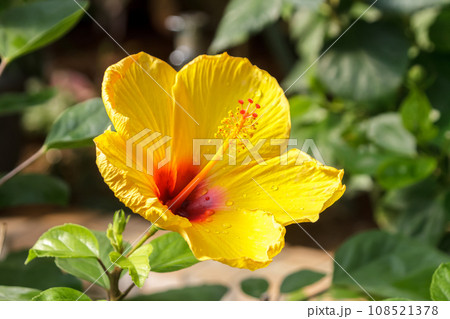 橙黄色のハイビスカスの花【アオイ科】 108521378