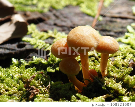 苔の上に生えるキノコ 苔の上に生えるキノコ 108521607