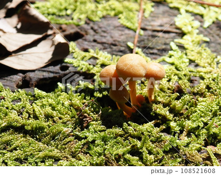 苔の上に生えるキノコ 苔の上に生えるキノコ 108521608