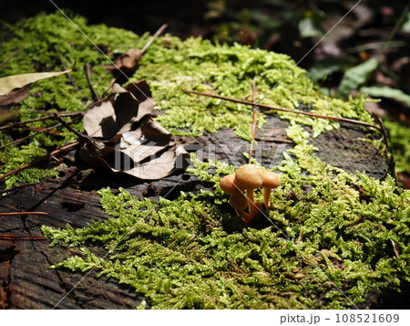 苔の上に生えるキノコ 108521609