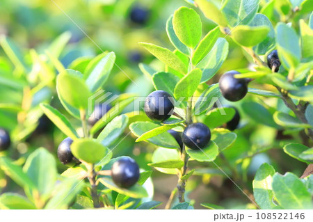 黒い実をつけた犬黄楊（イヌツゲ） 108522146