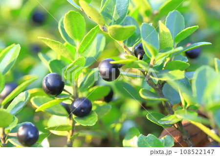 黒い実をつけた犬黄楊(イヌツゲ) 黒い実をつけた犬黄楊(イヌツゲ) 108522147