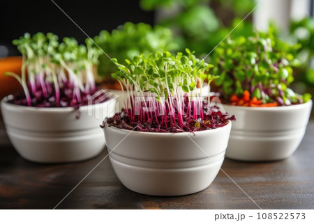 Micro-greenery in vases, front view. Micro-greenery in vases, front view. 108522573