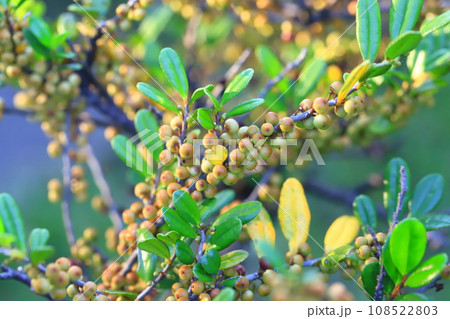 たくさんの実をつけたハマヒサカキ たくさんの実をつけたハマヒサカキ 108522803