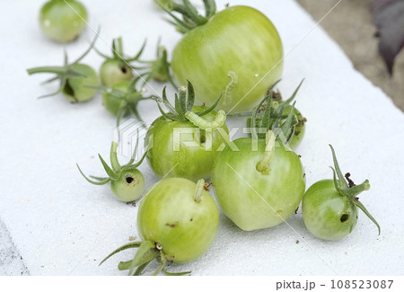 トマトにオオタバコガの幼虫 108523087