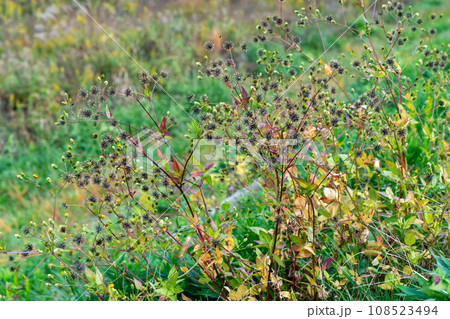 秋のコセンダングサ 108523494