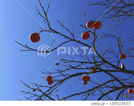 persimmon tree between autumn and winter 108523637
