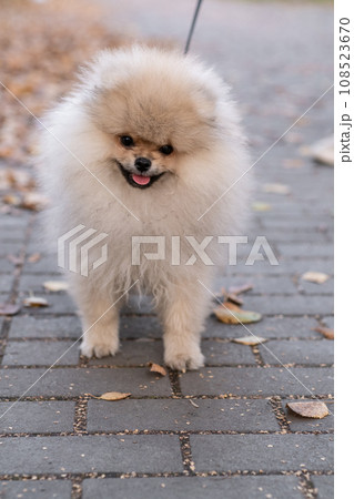 Portrait of a cute and handsome Pomeranian dog walking on a leash in the park. Fluffy dog. Portrait of a cute and handsome Pomeranian dog walking on a leash in the park. Fluffy dog. 108523670