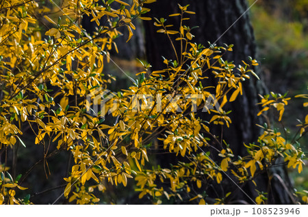 Yellow leaves of Ledum bush in autumn forest with shallow depth of field. Nature of Eastern Siberia, Russia 108523946