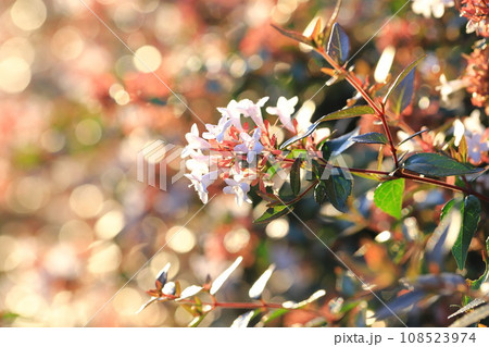 花園衝羽根空木(はなぞのつくばねうつぎ)or アベリア 花園衝羽根空木(はなぞのつくばねうつぎ)or アベリア 108523974