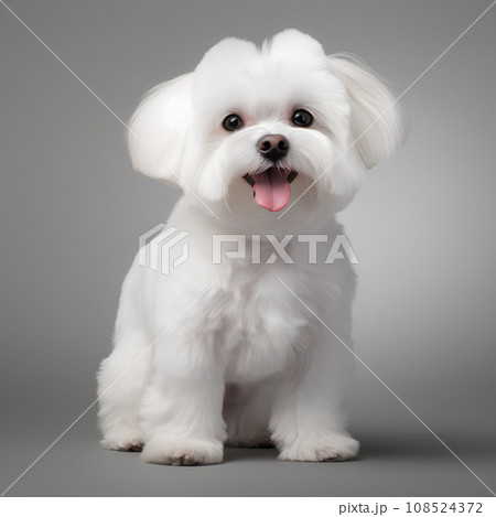 かわいいマルチーズ犬 かわいいマルチーズ犬 108524372