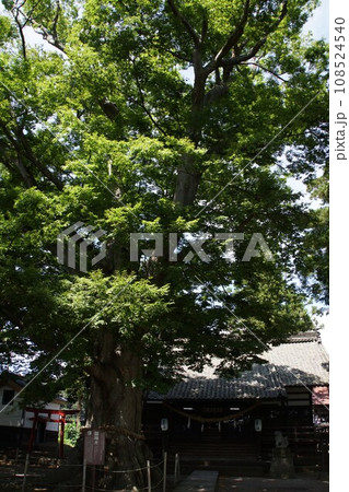 北国街道 海野宿の町並み 白鳥神社(大ケヤキ) 北国街道 海野宿の町並み 白鳥神社(大ケヤキ) 108524540