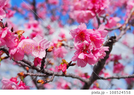 沖縄 寒緋桜 沖縄 寒緋桜 108524558