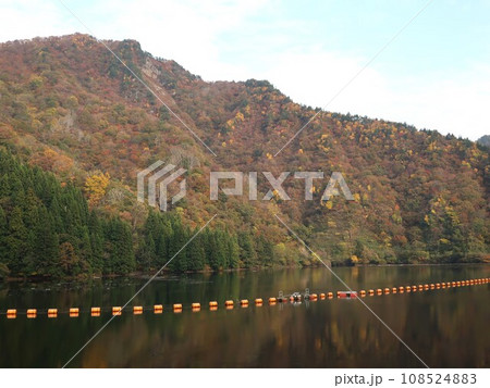 新潟県 五泉市 早出川ダムの紅葉 新潟県 五泉市 早出川ダムの紅葉 108524883