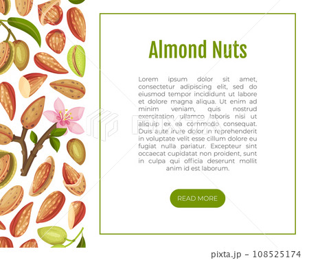 Almond Nut Banner Design with Shell and Kernel Vector Template Almond Nut Banner Design with Shell and Kernel Vector Template 108525174