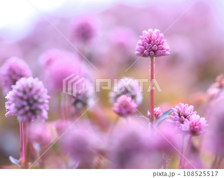 ふんわりピンクのヒメツルソバ ふんわりピンクのヒメツルソバ 108525517