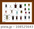 日本の甲虫 ドイツ箱 日本の甲虫 ドイツ箱 108525643