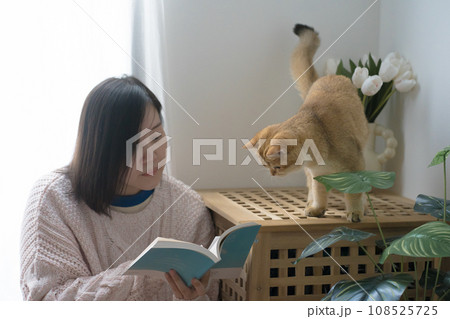 cat care concept with asian woman read book and play with gold british cat at home 108525725
