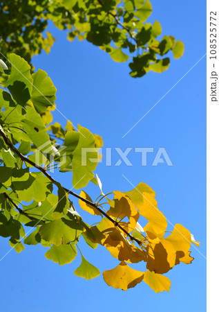 紅葉し始めたイチョウの枝のアップと青空 紅葉し始めたイチョウの枝のアップと青空 108525772