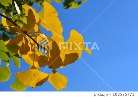 紅葉し始めたイチョウの枝のアップと青空 108525773