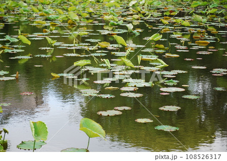 蓮の葉 蓮の葉 108526317