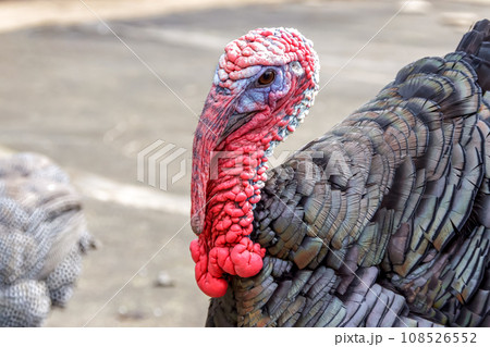 ザ・生き物【七面鳥の容姿】 ザ・生き物【七面鳥の容姿】 108526552