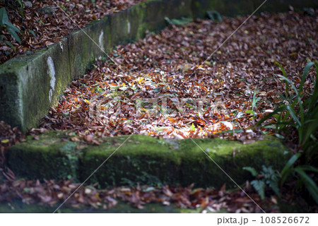 鎌倉11月 妙法寺5 鎌倉11月 妙法寺5 108526672