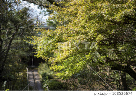 鎌倉11月 妙法寺7 鎌倉11月 妙法寺7 108526674
