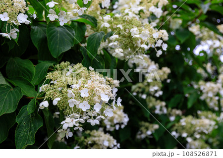 北海道伊達市、サビタとも呼ばれる清楚なノリウツギ（糊空木）【7月】 108526871