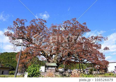 野間の大ケヤキ 紅葉と青空 野間の大ケヤキ 紅葉と青空 108526879