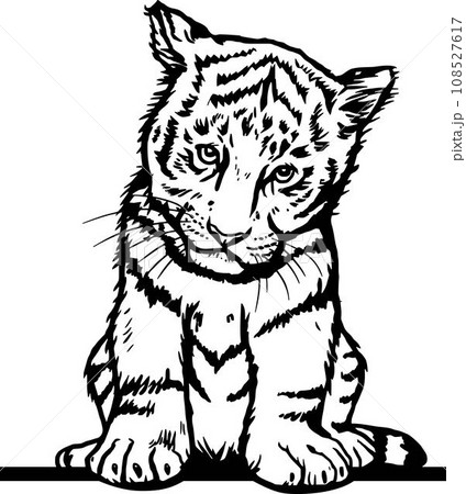 Funny Tiger Cub - Funny Peek Animal - face head isolated on white Funny Tiger Cub - Funny Peek Animal - face head isolated on white 108527617