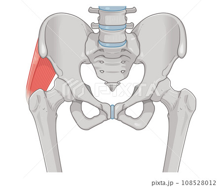中殿筋、gluteus medius、股関節、大腿骨、骨盤、筋肉、イラスト、illustration 中殿筋、gluteus medius、股関節、大腿骨、骨盤、筋肉、イラスト、illustration 108528012
