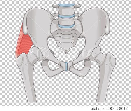 中殿筋、gluteus medius、股関節、大腿骨、骨盤、筋肉、イラスト、illustration 中殿筋、gluteus medius、股関節、大腿骨、骨盤、筋肉、イラスト、illustration 108528012