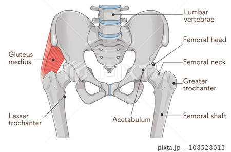中殿筋、gluteus medius、股関節、大腿骨、骨盤、筋肉、イラスト、illustration 108528013