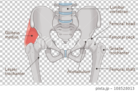 中殿筋、gluteus medius、股関節、大腿骨、骨盤、筋肉、イラスト、illustration 108528013
