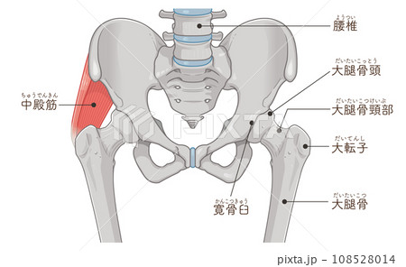 中殿筋、gluteus medius、股関節、大腿骨、骨盤、筋肉、イラスト、illustration 108528014