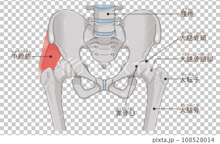 中殿筋、gluteus medius、股関節、大腿骨、骨盤、筋肉、イラスト、illustration 108528014