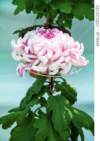 菊花展の菊(ピンク) 菊花展の菊(ピンク) 108528192