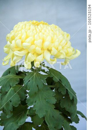 菊花展の菊（黄色） 108528194