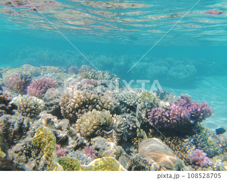 coral reef in Egypt, Makadi Bay coral reef in Egypt, Makadi Bay 108528705