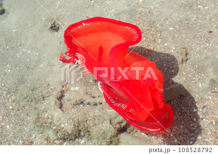 Juvenile Spanish Dancer (Hexabranchus sanguineus) Juvenile Spanish Dancer (Hexabranchus sanguineus) 108528792