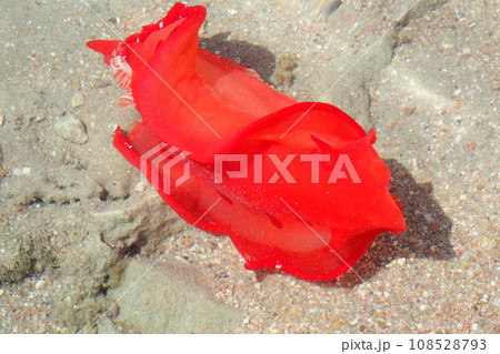 Juvenile Spanish Dancer (Hexabranchus sanguineus) Juvenile Spanish Dancer (Hexabranchus sanguineus) 108528793