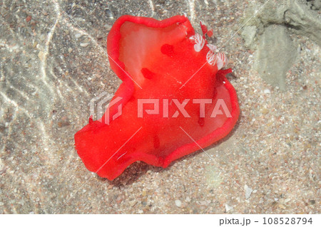 Juvenile Spanish Dancer (Hexabranchus sanguineus) 108528794