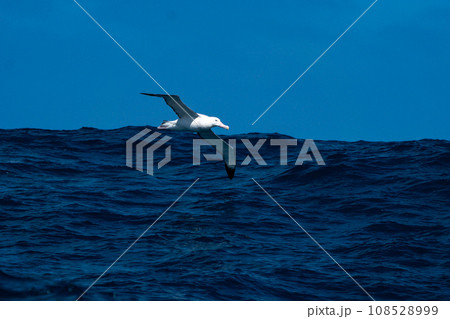 ワタリアホウドリ　サウスジョージア海上 108528999