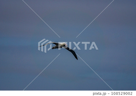 ワタリアホウドリ　サウスジョージア海上 108529002