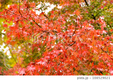 雨に濡れて輝く紅葉したモミジ 雨に濡れて輝く紅葉したモミジ 108529021