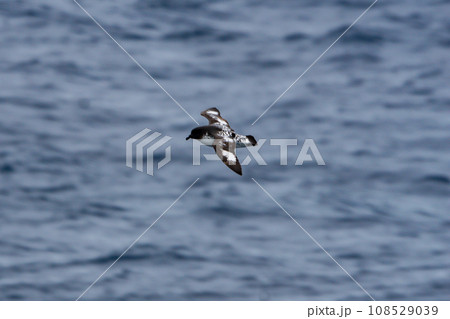 マダラフルカモメ　サウスジョージア 108529039