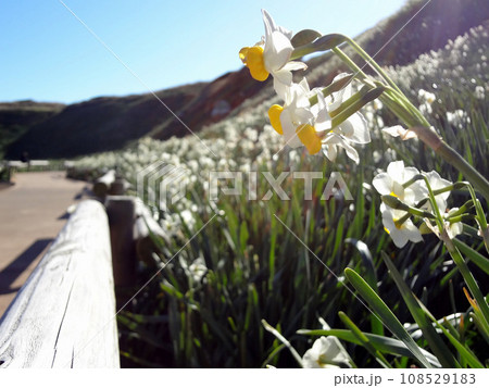 爪木崎自然公園 108529183